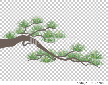 松の木 松の木 95527886