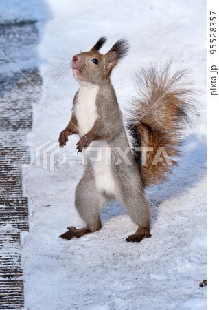 エゾリス エゾリス 95528357