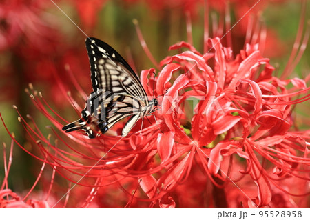 ナミアゲハと彼岸花❾ 95528958