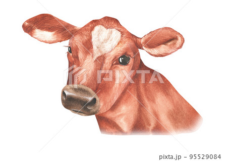 Portrait of a cow. Watercolor illustration. Isolated on a white background. 95529084