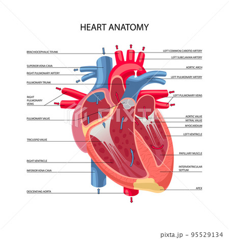 Human heart anatomy 95529134
