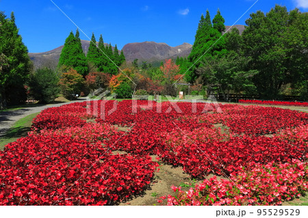 【大分県】晴天のくじゅう花公園のベゴニア 95529529