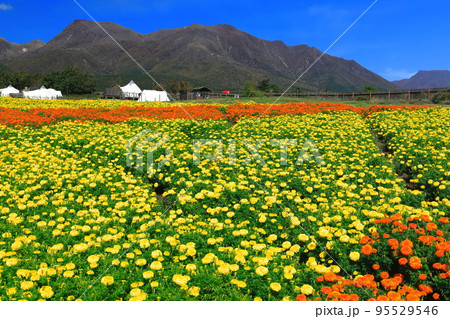 【大分県】晴天のくじゅう花公園（高原の彩りのマリーゴールド） 95529546