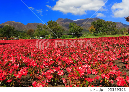 【大分県】晴天のくじゅう花公園（彩りの丘のベゴニア） 95529598