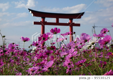 小泉稲荷大鳥居のコスモス 小泉稲荷大鳥居のコスモス 95530125