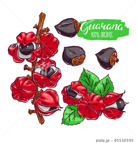 set of colorful guarana 95530595