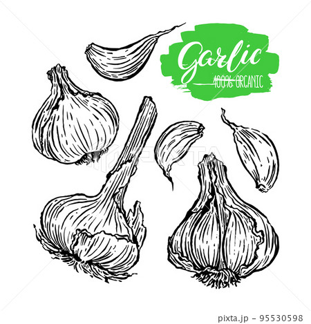 set of Garlic 95530598