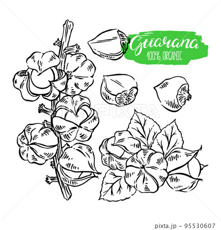 set of sketch guarana 95530607