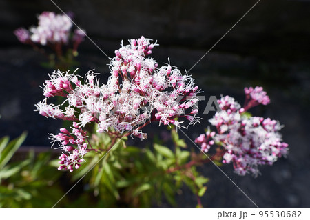フジバカマの開花 95530682
