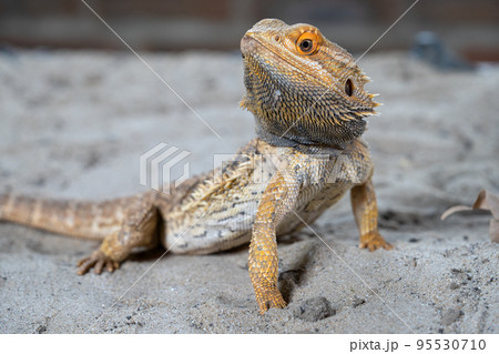 Inland Bearded Dragon, Pogona vitticeps Inland Bearded Dragon, Pogona vitticeps 95530710