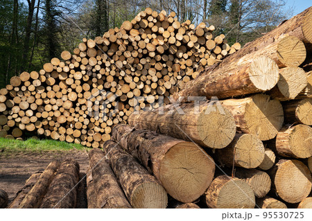 Forestry, log piles Forestry, log piles 95530725