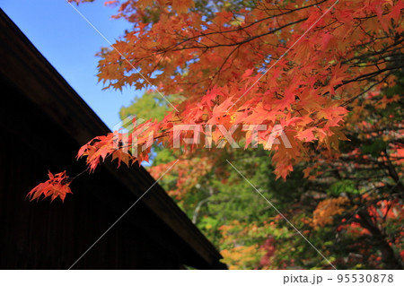 紅葉　北海道＿旧島松駅逓所 95530878