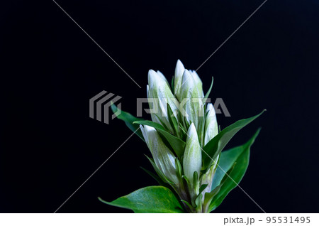 リンドウ リンドウ 95531495