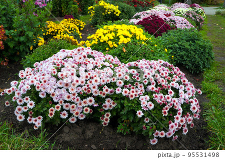 Pink, Yellow and Red Flowers of Chrysanthemum Plants. Pink, Yellow and Red Flowers of Chrysanthemum Plants. 95531498