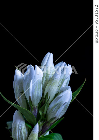 リンドウ リンドウ 95531522