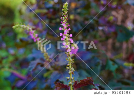 シソ　紫蘇　アカジソ　赤ジソ　花穂　穂ジソ　花穂ジソ 95531598