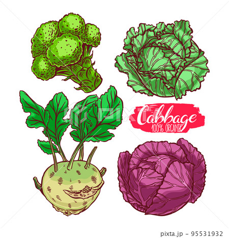 set of different cabbages 95531932