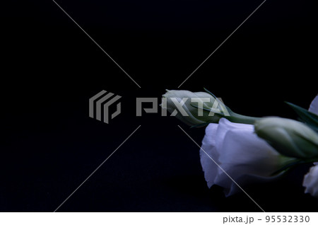 トルコ桔梗 トルコ桔梗 95532330