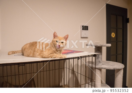 茶トラのオス猫 95532352