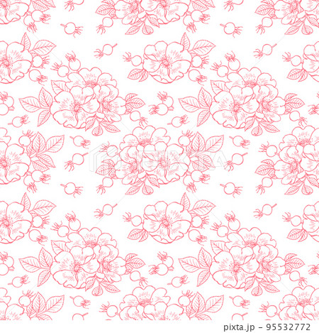 dogrose flowers and fruits dogrose flowers and fruits 95532772