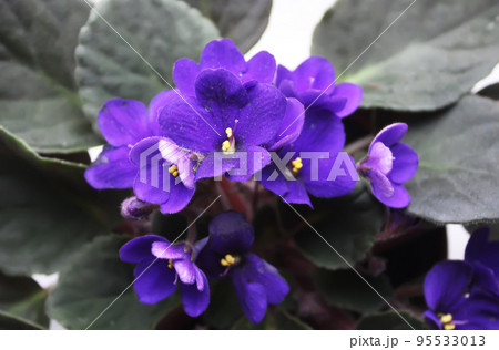 Violets flowers close up Violets flowers close up 95533013