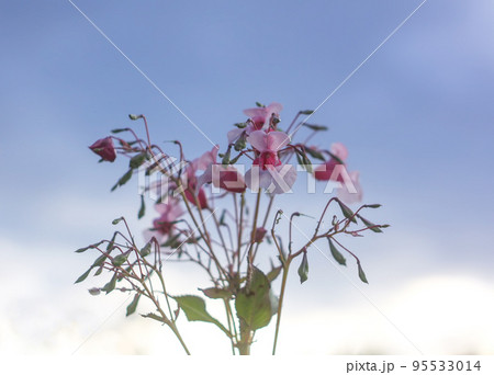 Impatiens glandulifera flowers Impatiens glandulifera flowers 95533014
