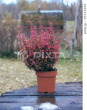 Pots with young conifer plants Pots with young conifer plants 95533044