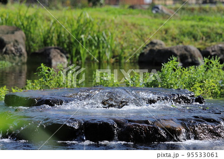 静岡県駿東郡清水町玉川の丸池公園の湧水 95533061