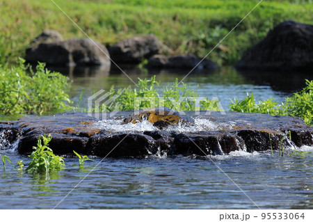 静岡県駿東郡清水町玉川の丸池公園の湧水 静岡県駿東郡清水町玉川の丸池公園の湧水 95533064