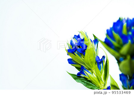 リンドウ 95533469