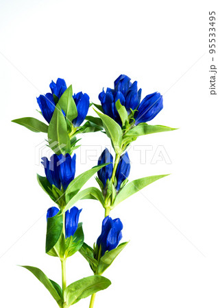 リンドウ リンドウ 95533495