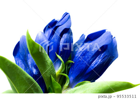 リンドウ リンドウ 95533511