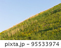 伊豆の大室山 95533974