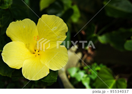 黄色いハイビスカスの花 95534037