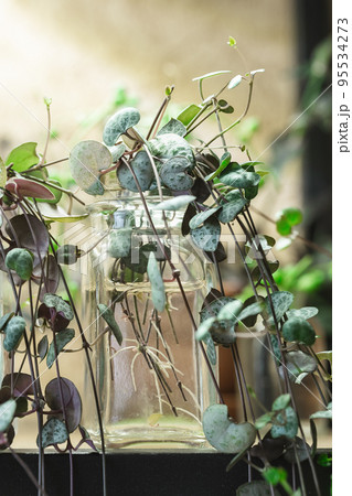 Ceropegia Woodii house plant Propagation in water 95534273