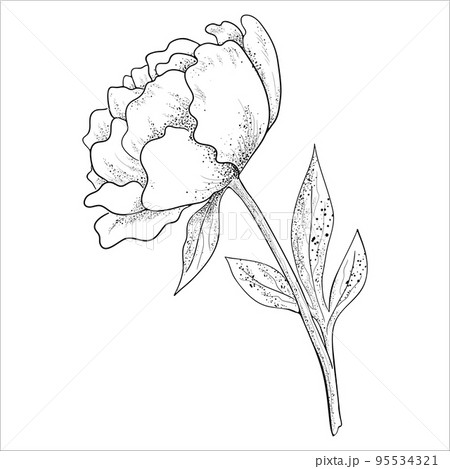 Vector graphics of a peony flower. 95534321