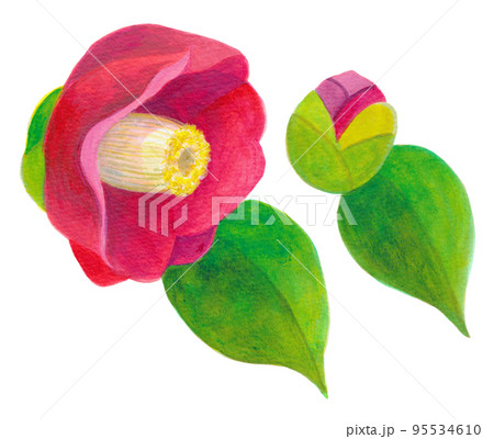 冬から春にかけて咲く　椿とつぼみ 95534610