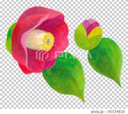 冬から春にかけて咲く　椿とつぼみ 95534610