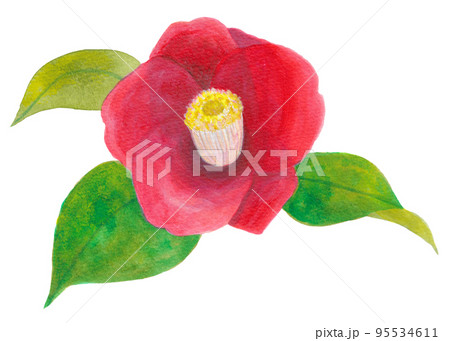 冬から春にかけて咲く　椿 95534611