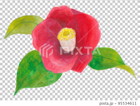 冬から春にかけて咲く　椿 95534611