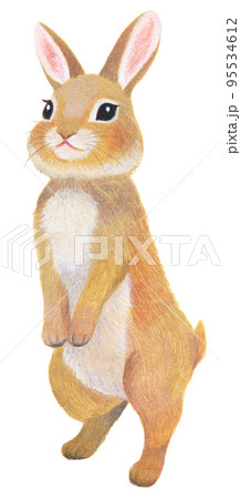 立ち上がるうさぎ 95534612