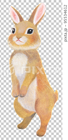 立ち上がるうさぎ 95534612