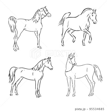 A black horse sketch, vector, color drawing or illustration. 95534685
