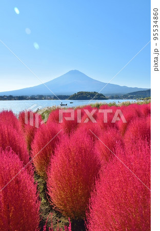 大石公園のコキアと富士山と河口湖 山梨 大石公園のコキアと富士山と河口湖 山梨 95534860