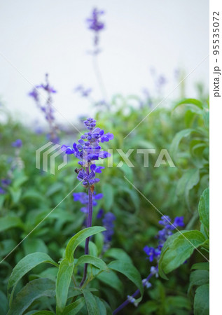 青いブルーサルビアの花が咲いた 95535072