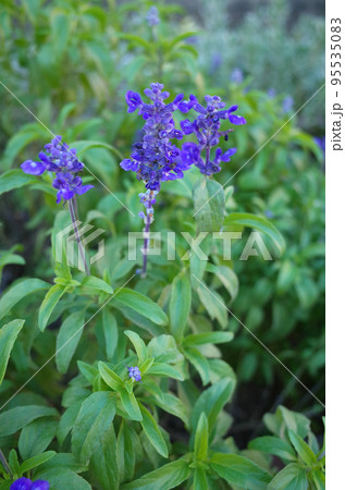 青いブルーサルビアの花が咲いた 青いブルーサルビアの花が咲いた 95535083