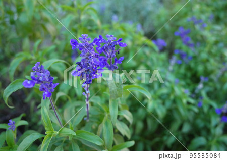 青いブルーサルビアの花が咲いた 青いブルーサルビアの花が咲いた 95535084