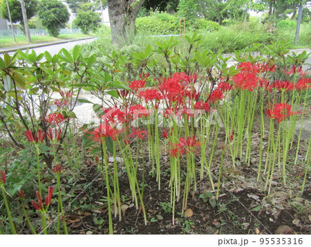 秋を花を代表するヒガンバナの赤い大きい花 秋を花を代表するヒガンバナの赤い大きい花 95535316
