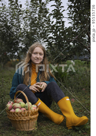 girl holds basket with juicy apples in the garden girl holds basket with juicy apples in the garden 95535736