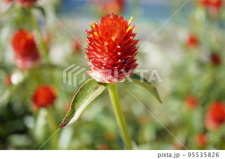千日紅ストロベリーフィールドの写真 95535826
